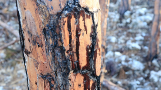 Hurricane Dorian Oil Spill Has Reached Freshwater Resources in the Bahamas